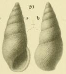 Rissoina zeltnerioides Yokoyama, 1920