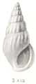 Mollusca (molluscs)