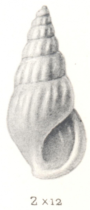Rissoina leucophanes Tomlin, 1931