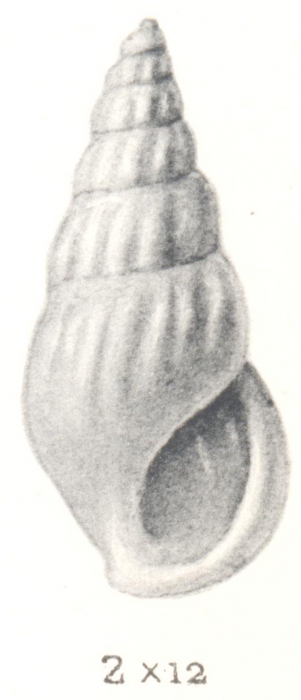 Rissoina leucophanes Tomlin, 1931 Rissoina leucophanes Tomlin, 1931