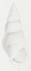 Rissoa zeltneri De Folin, 1867