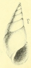 Rissoa laurae De Folin, 1870