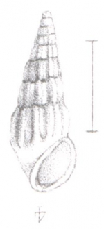 Caenogastropoda
