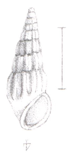 Rissoina incerta Souverbie, 1872 Rissoina incerta Souverbie, 1872
