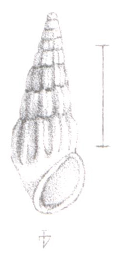 Rissoina incerta Souverbie, 1872