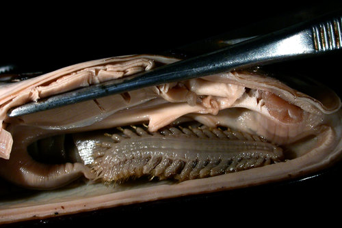 Branchipolynoe cf. pettiboneae in Gigantidas gladius, Rumble V seamount volcano, New Zealand