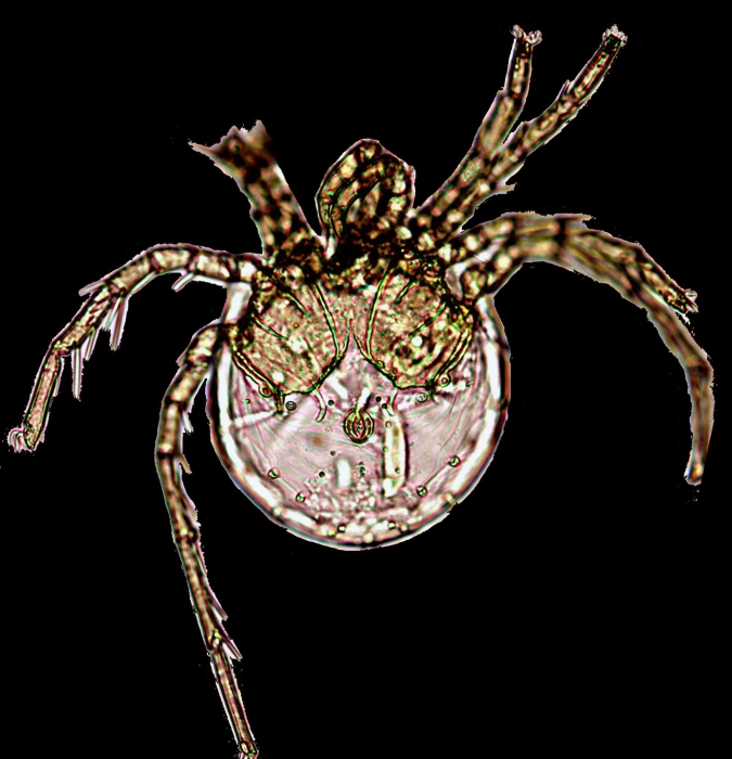 Litarachna lopezae sp. n Litarachna lopezae sp. n