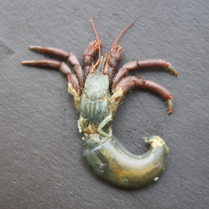 Clibanarius senegalensis Clibanarius senegalensis