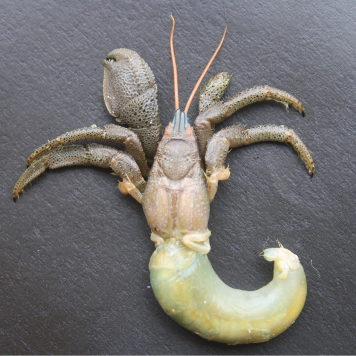Pseudopagurus granulimanus Pseudopagurus granulimanus