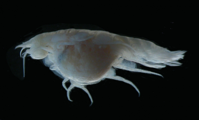 Cyclocaris lowryi