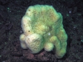 Porifera (sponges)