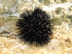 WoRMS - World Register of Marine Species - Arbacia lixula