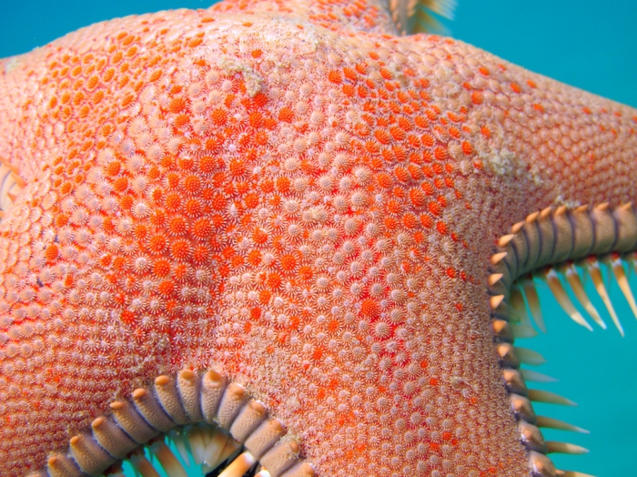 Astropecten aranciacus