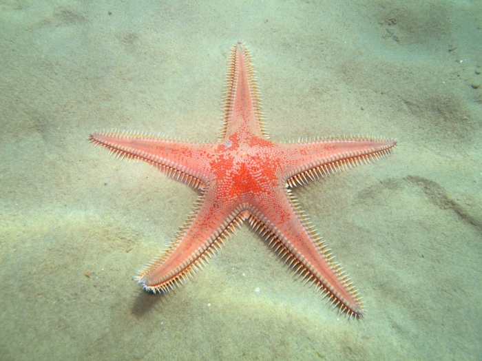 Astropecten aranciacus