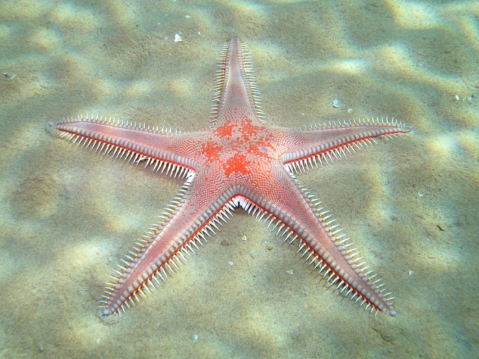 Astropecten aranciacus Astropecten aranciacus