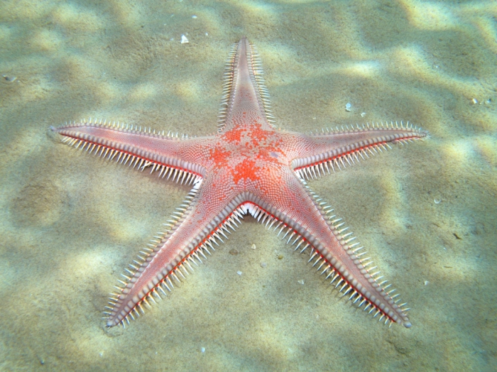 Astropecten aranciacus