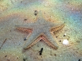 Echinodermata (echinoderms)