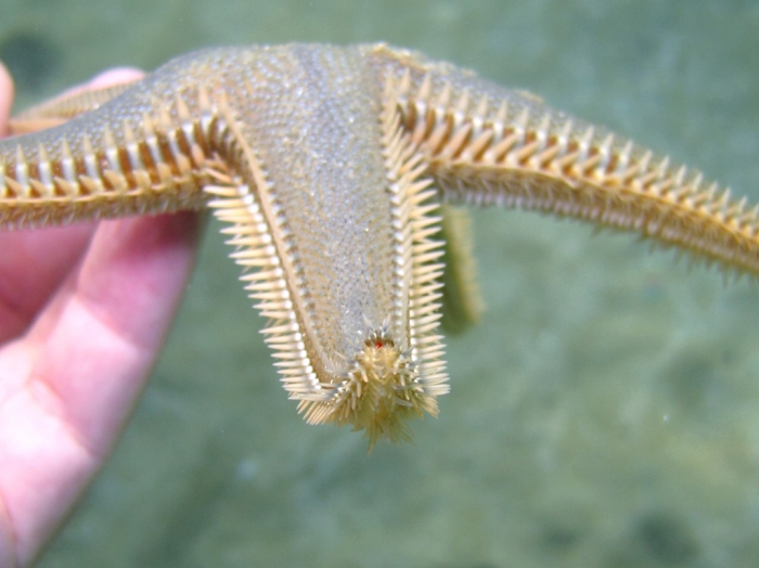 Astropecten platyacanthus Astropecten platyacanthus