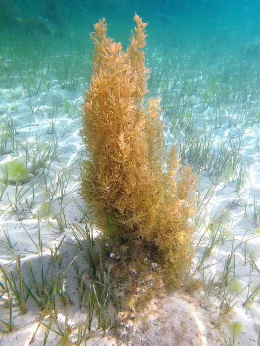 Водоросли вдоль азовского моря. Цистозира водоросль. Бурые водоросли цистозейра. Бурая водоросль цистозира. Бородатая водоросль – цистозейра.