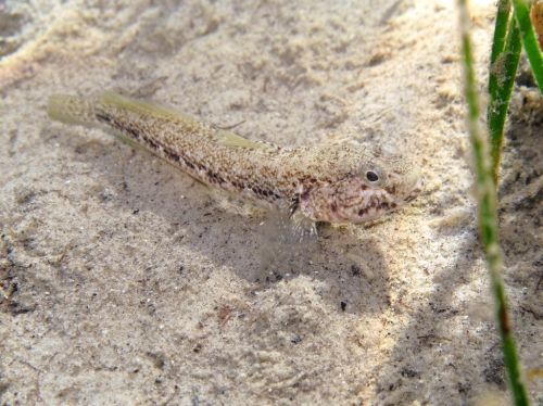 Gobius couchi