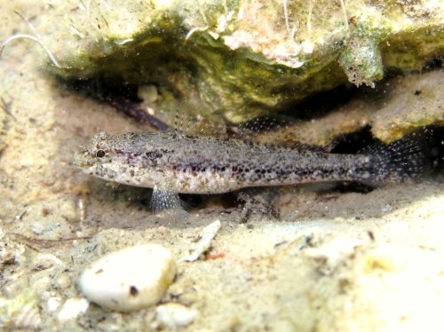 Gobius couchi (female)