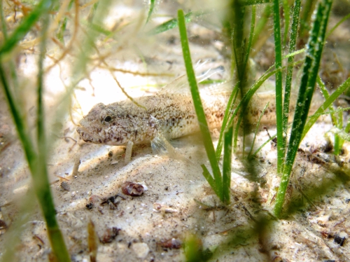 Gobius couchi (male)