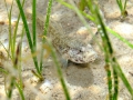 Gobius couchi (male)