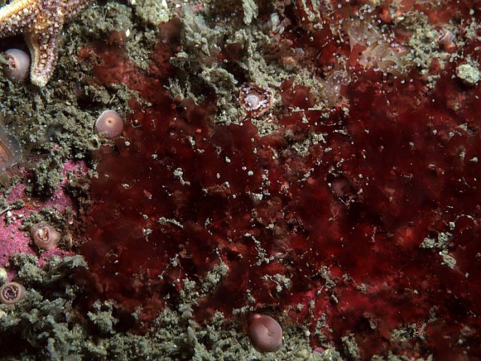 Radicilingua thysanorhizans (Holmes) Papenfuss Radicilingua thysanorhizans (Holmes) Papenfuss