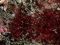 Rhodophyta (red algae)