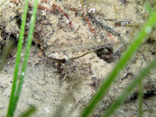 Gobius couchi (female)