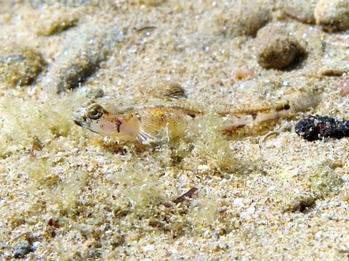 Pomatoschistus bathi (female)