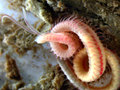 Polychaeta (bristle worms)