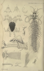 Crithida thalassina as Fig 5 in Gosse, 1855 pl.8