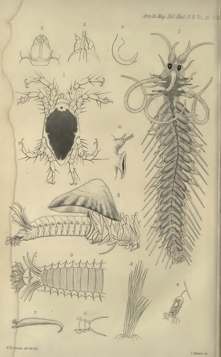 Crithida thalassina as Fig 5 in Gosse, 1855 pl.8 Crithida thalassina as Fig 5 in Gosse, 1855 pl.8