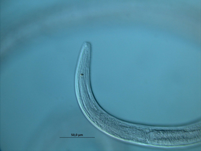 Araeolaimus sp., cervical region