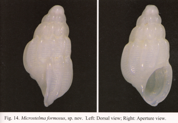 Microstelma formosus Chang & Wu, 2004