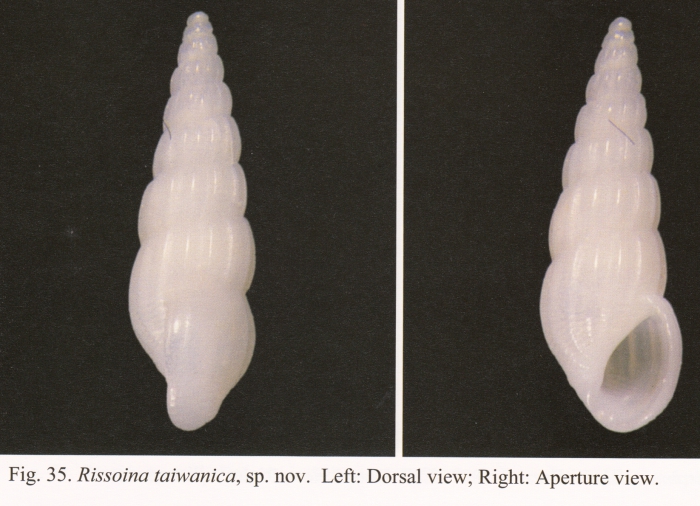 Rissoina taiwanica Chang & Wu, 2005