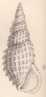 Rissoa privati De Folin, 1867