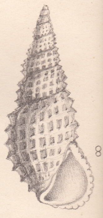Rissoa privati De Folin, 1867 Rissoa privati De Folin, 1867