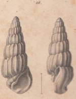 Rissoina canaliculata Schwartz von Mohrenstern, 1860