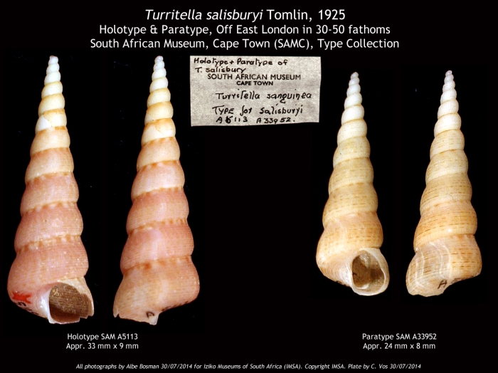 Turritella salisburyi Tomlin, 1925 Type material Turritella salisburyi Tomlin, 1925 Type material