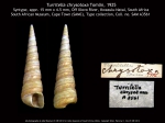 Turritella chrysotoxa Tomlin, 1925 Syntype
