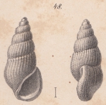 Rissoina krebsii Mörch, 1876