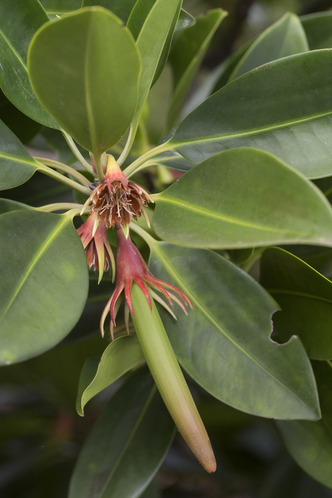 Mangroves