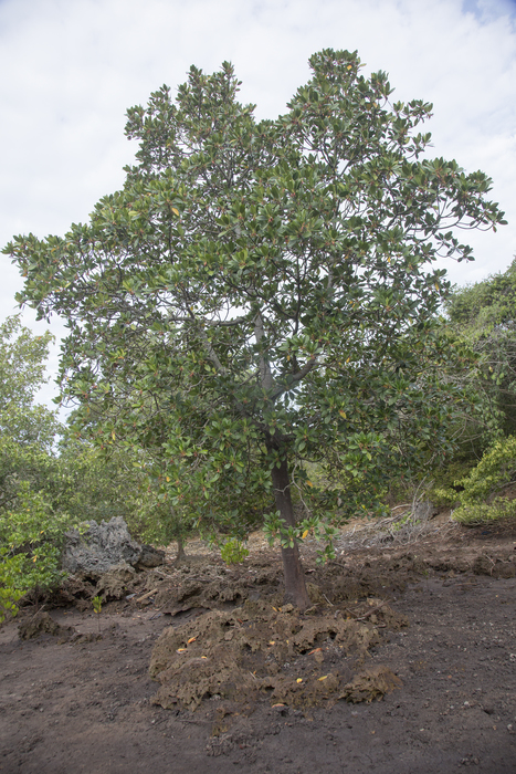 Mangroves