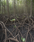Mangrove reforestation