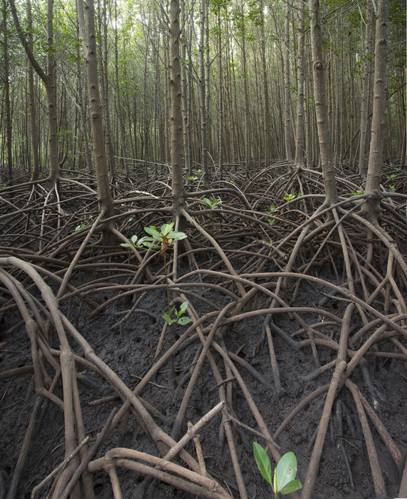 Mangrove reforestation