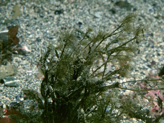 Carpomitra costata (Stackhouse) Batters Carpomitra costata (Stackhouse) Batters