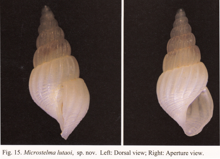 Microstelma lutaoi Chang & Wu, 2004