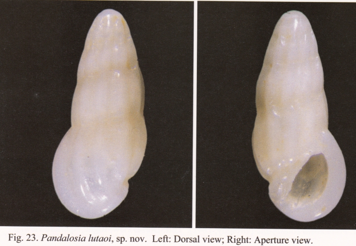 Pandalosia lutaoi Chang & Wu, 2004